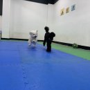 퍼피스쿨 이미지