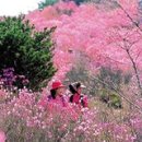 테마여행-가족여행-가볼만한곳[비슬산` vs `백운산]: 알록달록 봄 꽃 산행 이미지