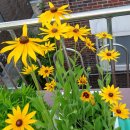 루드베키아 이미지