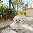 메종드미니
