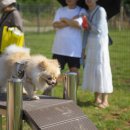 강아지를부탁해(돌봄) 이미지