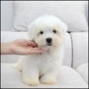 유어펫 라운지 강아지분양 이미지