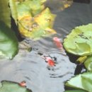 꽃과 바늘과 실타래 이미지