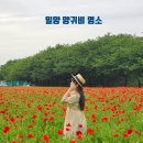 삼문동둔치주차장 | 밀양 삼문동 양귀비 산책하기 좋은 꽃구경 명소