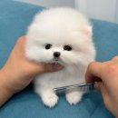 댕스베리 이미지
