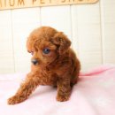 베이비몽 이미지