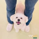 털로덮인친구들 서울상도점 이미지