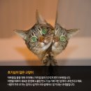 (주)펫찐 이미지