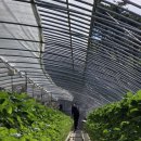 천창일농장 이미지