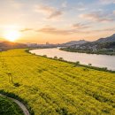 (주)건원 | 구리에 이런 곳이 있었어? 구리 유채꽃 축제 다녀온 후기와 꿀팁 대방출