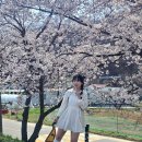 고복2리마을회관 | 2026 세종벚꽃축제 금남면 축제 실시간 개화현황,주차,벚꽃포토존 카페, 드라이브코스