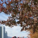 알프스장 이미지