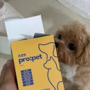 프로펫 | 반려견 필수템, 프로펫 프리미엄 펫 유산균 종합영양제