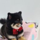 더 펫 애견샵 이미지