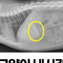 분당 필동물병원 이미지