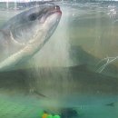 뉴해모수 이미지