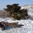 역고드름 이미지