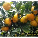 유춘옥농장 이미지