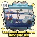 학교생각키우기 | 마리모 키우기 세트 추천｜아이와 함께하는 미미네아쿠아 마리모 후기