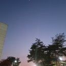 골든레빗 이미지