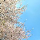 보울리쉬수내DV점