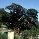 상만리 비자나무 이미지