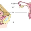 한사랑산부인과한사랑여성의원 이미지