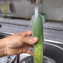 농라) 온새미로 오이10kg