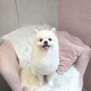 이쁘댕 이미지