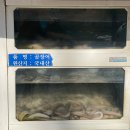 부산 남포동 자갈치 꼼장어 곰장어 백년가게 블루리본 맛집 성일집 솔직 후기