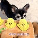 순줄농장 | 강아지 노즈워크 장난감 추천 바잇미 농장타이쿤 후기