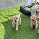 멍린이집 이미지