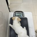 펫츠올동물의료원