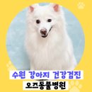 이지동물병원 | 수원 강아지 건강검진 오즈동물병원에서 내돈내산