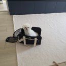 별똥구리