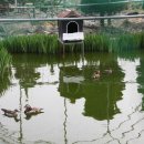 원앙농장 이미지