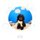 다듬, 강아지미용실 이미지