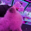 멍냥이방앗간 이미지