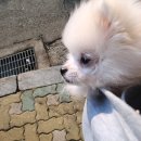 24시 수유 바른펫 동물의료센터 | [강북구] 24시 동물병원, 바른펫 동물의료센터 (강아지 접종비용)