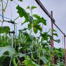 도원농장 이미지