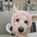 DOG특한 미용실 이미지