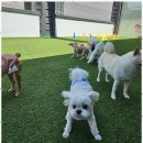 대구북구애견호텔 반려견의 행복한 집, 도기야드 후기