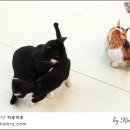 폴짝그루밍 이미지