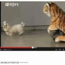 하룻강아지 이미지