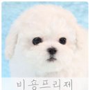 뽀송 이미지