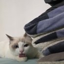 멍스타 | 13990원 꼰두부와 꼰집사의 하루 한정판 동태탕 스타벅스 더 멜론 오브 멜론 프라푸치노후기 고멍때리기