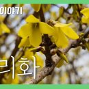 만리화 [국립수목원 우리꽃 이야기. 106] 이미지