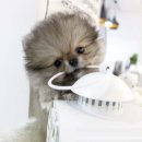행복한강아지 네이버블로그