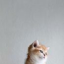 브리티쉬숏헤어 캐터리 이미지