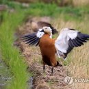 황오리 이미지